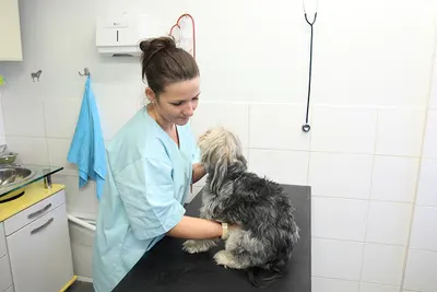 𝐉𝐚𝐜𝐞𝐤 𝐁𝐚𝐧𝐲 𝐏𝐫𝐳𝐲𝐜𝐡𝐨𝐝𝐧𝐢𝐚 𝐖𝐞𝐭𝐞𝐫𝐲𝐧𝐚𝐫𝐲𝐣𝐧𝐚 Legionowo, weterynarz, gabinet weterynaryjny, lecznica weterynaryjna